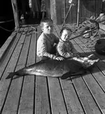 Tumlare vid Bönan. 12 augusti 1953.  Georg Wahlström, Utvalnäs.
Barnen på bilden är Tage och Ove Wahlström.