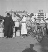 Hjortronförsäljning på torget. 14 augusti 1953.