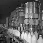 Gävle Mejeri. 9 augusti 1953.
Reportage Gefle Dagblad.