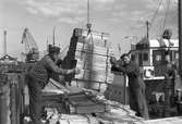 Stuveriarbetare i hamnen. 31 augusti 1953. Gefle Dagblad. På registreingskortet 31 augusti 1953. på utställning år 1954.  Tullaren är Vilhelm 