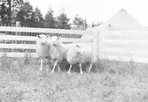 Lantbruksdag, Får. Gävleutställningen
