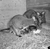 Känguru med unge i Furuvik. 24 mars 1955.