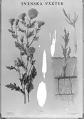 Skolförlaget. Skolplansch; Svenska växter - åkertistel. Februari 1944.
