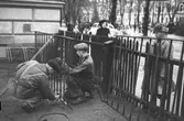 Norra Skolan får nytt staket uppsatt. Januari 1950.