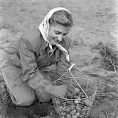 Potatisplockning. Hille Flickskolans elever. 25 september 1948.