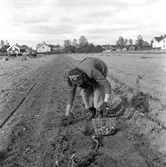 Potatisplockning. Hille Flickskolans elever. 25 september 1948.
