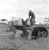 Potatisplockning. Hille Flickskolans elever. 25 september 1948.