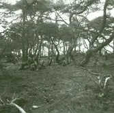 Trollskogen i Böda.