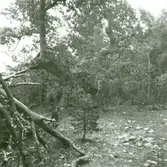 Trollskogen i Böda.