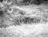 Troligen offerkällan.