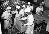 Valbo slakthus. Packning av konservburkar. Den 15 oktober 1941