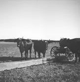 Lantbruksreportage för Norrlands-Posten. Kor