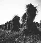 Sädesrökar, havrenekar/kärvar.
Lantbruksreportage för Norrlands-Posten.