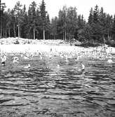 Den 23 juli 1938. Barnutflykt till Furuvik. Reportage för Gefle-Posten

