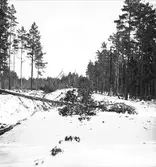 Mars 1938. Stormfällning. Reportage för Gefle Dagblad
