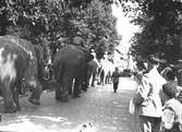 År 1938. Vårreportage. Cirkusparad. Reportage för Gefle Dagblad
Elefanter