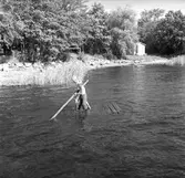 KFUM:s sommarhem, Kvistrum, Aludden 31. år 1949. Kristliga Föreningen av Unga Män. Föreningen bildades i Sverige 1884. Reportage för Gefle Dagblad.