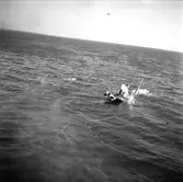 Fartyget Stellas haveri utanför Slangrevet. Flygbilder. 2 mars 1949.