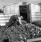 Sörby Handelsträdgård, Trädgårdsmästare Ohlsson.      6 maj 1949.
