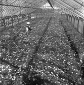 Sörby Handelsträdgård, Trädgårdsmästare Ohlsson.      6 maj 1949.
