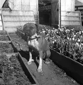 Sörby Handelsträdgård, Trädgårdsmästare Ohlsson.       6 maj 1949.
