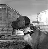 Sörby Handelsträdgård, Trädgårdsmästare Ohlsson.      6 maj 1949.
