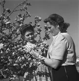 Husmoderns reportage från seminariet, blomsterkurs.   16 maj 1949.