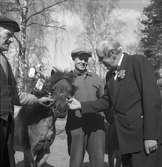 Direktör Gösta Nygren 50-årsdag i Furuvik. 23 april 1949.