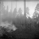 Skogsbrand Älvkarleby, Gårdskär med flera orter.       Maj 1949.