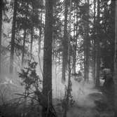 Skogsbrand Älvkarleby, Gårdskär med flera orter.       Maj 1949.