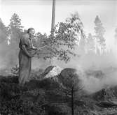 Skogsbrand i Sikvik. 23 juli 1949.