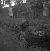 Stadsträdgården inplantering av laxyngel. Juni 1949.