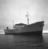 Fartyget Bera på grund. 16 november 1949.