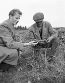 Potatisupptagning vid Brynäs.                        Reportage för Arbetarbladet