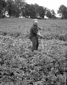 Potatisupptagning vid Brynäs.                        Reportage för Arbetarbladet