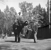 Furuvik, elefant ute på promenad