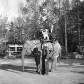 Furuvik, elefant med passagerare