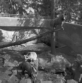 Furuvik. Björngropen i parken