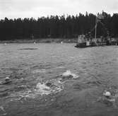 Furuvik, Sandvik. Den 14 april 1953. Premiär på badsäsongen