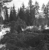 Skogsbruk i Hemsta.  Korsnäsverken har sedan länge beaktat att arbetsresultaten i mycket hög grad beror på trivseln i hemmen. Bolaget har från början succesivt höjt bostadsstandarden för sina anställda. En del av personalen bor i egna hem som uppförts med subvention från bolaget