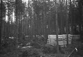 Korsnässkogarna. April 1955. Massaved i skogarna