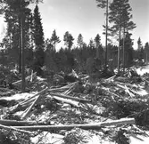 Skogarna. Korsnäs AB. Den 20 april 1955. Genom avveckling av avverkningsmogen skog och anläggning av nya högklassiga bestånd i dess ställe bedrives en intensiv och rationell skogsvård, som syftar till en hög och jämn råvaruförsörjning