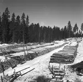 Skogarna. Korsnäs AB. Den 20 april 1955. Genom avveckling av avverkningsmogen skog och anläggning av nya högklassiga bestånd i dess ställe bedrives en intensiv och rationell skogsvård, som syftar till en hög och jämn råvaruförsörjning