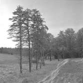 Bomhus en vårvinterdag. Korsnäs AB. Den 21 mars 1961
