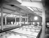 Nya Sileriet, interiör från sydvästra hörnet. Den 16 juni  1931
