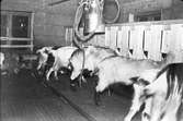 ATSA AB. Mjölkningsmaskin för getter. Den 6 november 1952