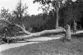 Stormfällning i Stadsparken