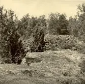 Ett stenröse i Tångered.


