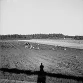 Skyllberg. Bildsidan.
1 oktober 1955.