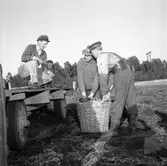 Skyllberg. Bildsidan.
1 oktober 1955.